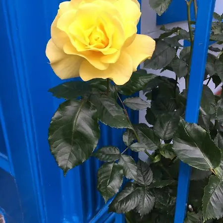 Avoca 게스트하우스 *