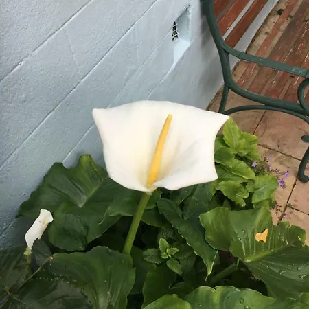 Avoca * Saint Helier