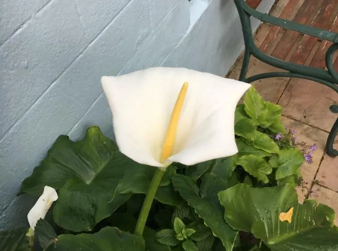 Avoca * Saint Helier Jersey