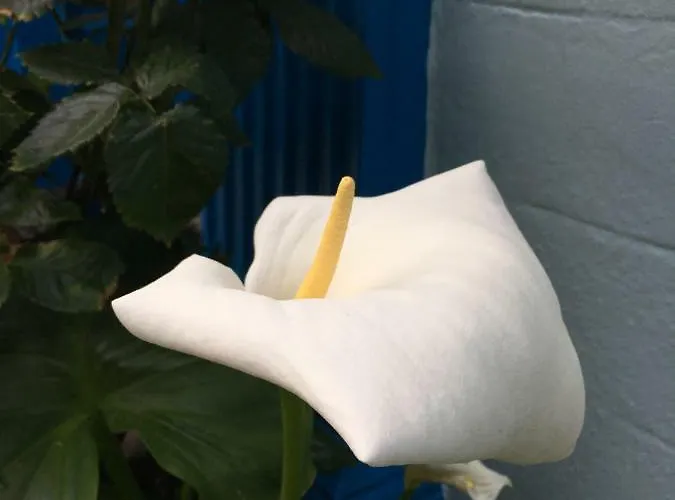 Maison d'hôtes Avoca Saint Helier Jersey